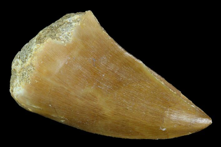 Mosasaur (Prognathodon) Tooth - Morocco #118913